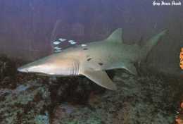 Australia - Grey Nurse Shark Unused - Poissons Et Crustacés