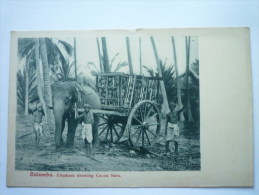 COLOMBO  :  Elephant  Drawing  COCOA  NUTS  -  Beau Plan  - Sri Lanka (Ceylon)