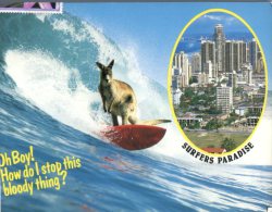 (358) Australia - QLD - Gold Coast Surfing Kangaroo - Gold Coast