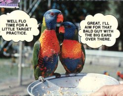 (358) Australia - Rainbow Loriket Birds - Humour - Outback