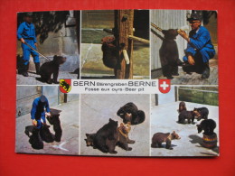 BERN Barengarben BERNE Fosse Aux Ours-Bear Pit - Osos