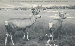 Nebraska Lincoln Mule Deer Habitat Group University Of Nebraska State Museum Artvue - Lincoln