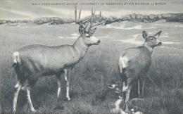 Nebraska Lincoln Mule Deer Habitat Group University Of Nebraska State Museum Artvue - Lincoln