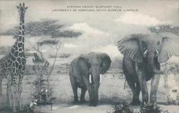 Nebraska Lincoln African Group Elephant Hall University Of Nebraska State Museum Artvue - Lincoln