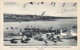 Nebraska Lincoln Migratory Waterfowl Habitat Group University Of Nebraska State Museum Artvue - Lincoln