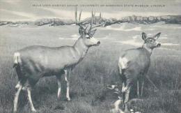 Nebraska Lincoln Mule Deer Habitat Group University Of Nebraska State Museum Artvue - Lincoln