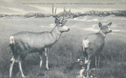 Nebraska Lincoln Mule Deer Habitat Group University Of Nebraska State Museum Artvue - Lincoln