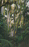 Florida Jungle Trail And Royal Palms - Sarasota