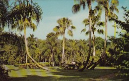 Florida Sarasota Jungle Gardens - Sarasota