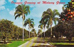 Florida Sarasota Oranges Growing At Midway Groves 1976 - Sarasota