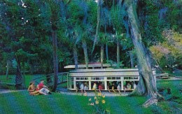 Florida Silver Springs Floridas Silver Springs Home Of World Famous Glass Bottom Boats - Silver Springs