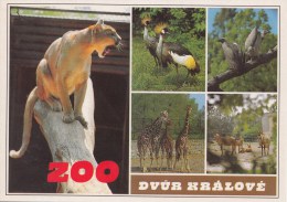 ZS48773 Lion De Montagne  Mountain Lion  Girafe  Giraffes Puma  Vycjodoceska Zoo  Antilopa Animals Animaux    2 Scans - Giraffes