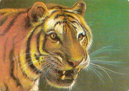 ZS48815  India Tigers Tigre  Animals Animaux    2 Scans - Tijgers