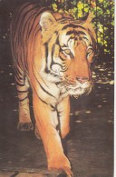 ZS48816 Zoo Bucuresti  Tigers Tigre  Animals Animaux    2 Scans - Tigri