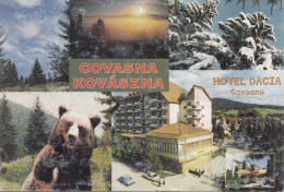 ZS48821 Covasna Hotel Dacia  Bear Ours    Animals Animaux    2 Scans - Ours