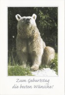 ZS48824  Bear Ours    Animals Animaux    2 Scans - Ours