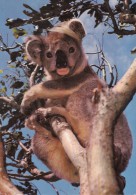 ZS48826 Koala  Bear Ours    Animals Animaux    2 Scans - Osos