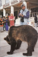 ZS4888 Serban Gragisanu   Bear Ours    Animals Animaux    2 Scans - Osos