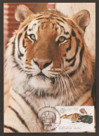 Portugal Carte Maximum Tigre De Sibérie Zoo De Lisbonne 1984 Maximum Card Siberian Tiger Lisbon Zoo - Maximumkaarten