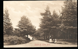 IRLANDE COLEHILL / The Firs / - Other