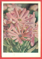 132967 / ESTONIA Estonie - Flora Flore 1967 Flower Fleur Blüte  Cineraria / Stationery Entier / Russia Russie - 1960-69