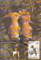 HOOPOE, CM, MAXICARD, CARTES MAXIMUM, 1993, ROMANIA - Picchio & Uccelli Scalatori
