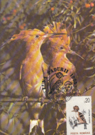 HOOPOE, CM, MAXICARD, CARTES MAXIMUM, 1995, ROMANIA - Piciformes (pájaros Carpinteros)