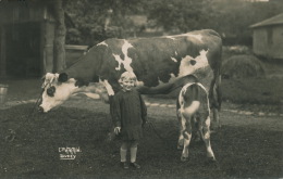 DUCEY - Très Belle Carte Photo Représentant Une Fillette à La Ferme Avec Vache Allaitant Un Veau. Cliché C. PATARIN - Ducey