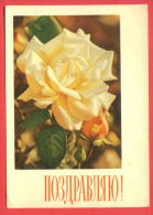 133040 / Flora Flore 1968 Flower Fleur Blüte Rose Rosier Rosa Rosen  / Stationery Entier / Russia Russie Russland - 1960-69