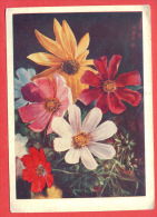 133194 / Flora Flore 1957 Flower Fleur Blüte Chamomile Lawn  / Stationery Entier Ganzsachen / Russia Russie - 1950-59