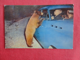 Bear On Highway  At Yellowstone National Park    Classic Auto      Not Mailed  Ref 1058 - Osos