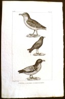 GRAVURE 19° SIECLE:  Oiseaux: LE PETREL, LEDAMIER, L'OISEAU DE TEMPETE (Pl 233) . - Stampe & Incisioni