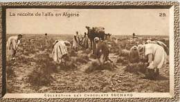 CHOCOLAT SUCHARD : IMAGE N° 29 . LA RECOLTE DE L'ALFA EN ALGERIE . ALGERIE . - Suchard