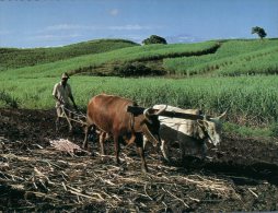 (101) Fidji - Fiji Bullock Ploughing - Fiji