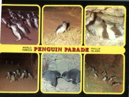 (333) Australia - VIC - Penguin Parade, Phillip Islad - Andere & Zonder Classificatie