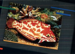 (333) Australia - QLD - Expo 88 - Pre-paid Fish Postcard - Brisbane