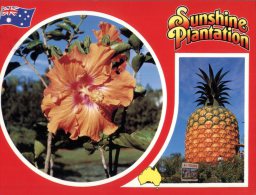 (467) Australia - QLD - Big Pinneapple - Sunshine Plantaion - Sunshine Coast