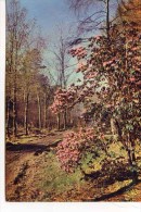 ROSS - Early Rhododendrons, Inverewe, Wester Ross - By W S Thomson  M179 - Ross & Cromarty