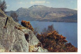 DUNBARTON -  Gorse Time At Loch Lomond With Ben Lomond - By W S Thomson  1954 M186 - Dunbartonshire