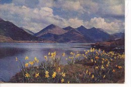 ROSS - Daffodil Time, Loch Duich And The Five Sisters If Kintail From Letterfearn By W S Thomson M205 - Ross & Cromarty