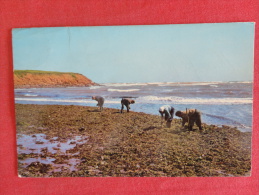 Gathering Irish Moss At North Rustico  Prince Edward Island  1965 Cancel --- Ref 1069 - Other & Unclassified