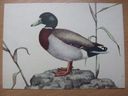 Bird/ Oiseau / Avaler   / Crossword /     Polish Postcard - Vögel