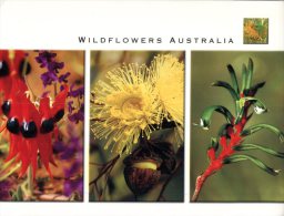 (432) Australia - Wild Flowers - Outback
