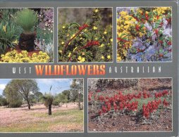 (432) Australia - Wild Flowers - Outback