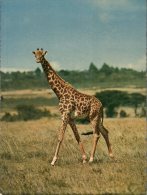 (600) Faune Africaine  - Giraffe - Girafes