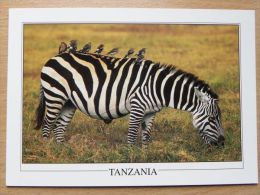 Zebra With Birds / Ngorongoro Crater Tanzania - Zebra's