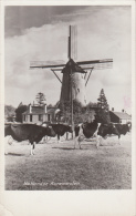 Carte Photo - Hollandse Korenmolen, Vaches, 1950 - Autres & Non Classés