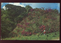 CPM Antilles TRINIDAD ET TOBAGO Bird Of Paradise Colline Couverte De Fleurs - Trinidad