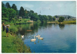 Swans On The Usk, Brecon, Early 1970s Postcard - Breconshire