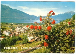 Switzerland, TENERO, Lago Maggiore, Stamped, Unused Postcard [14020] - Tenero-Contra